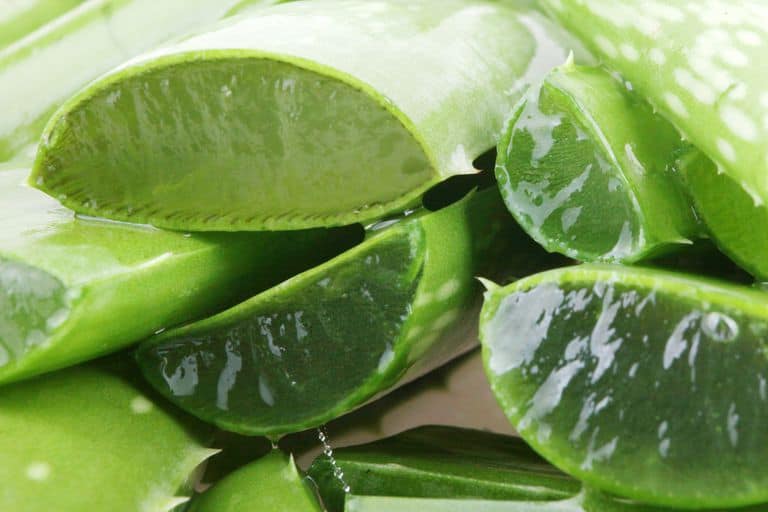using aloe vera for different health benefits